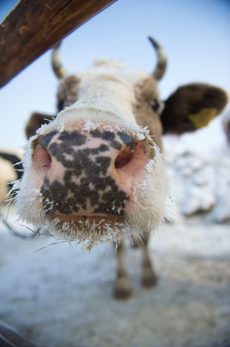 牛 其他 生态 动物 冬季 牛 呼伦贝尔