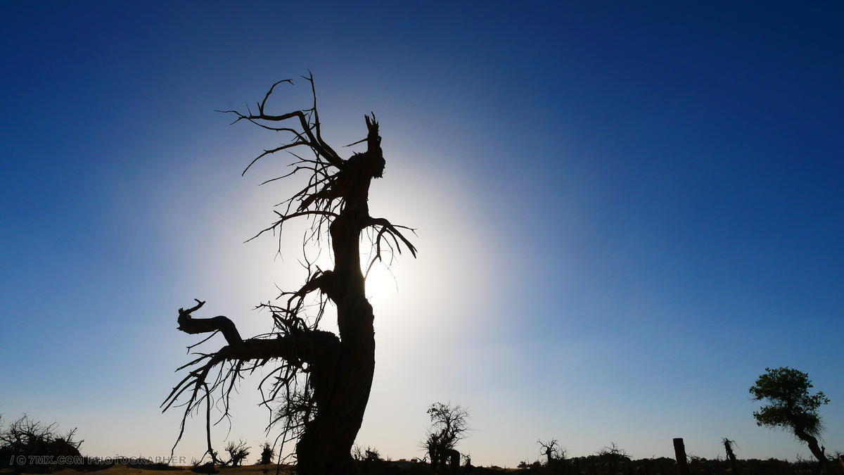 胡杨 风光 蓝色 植物 逆光 剪影 户外 低视角