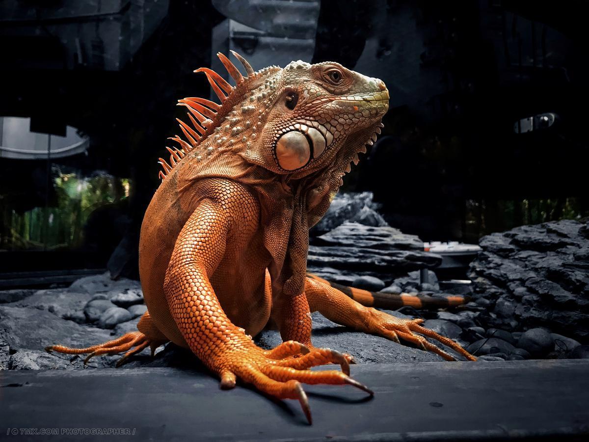 蜥蜴 动物 动物 大自然 蜥蜴 龙 恐怖 冷血动物 爬行纲 怪物