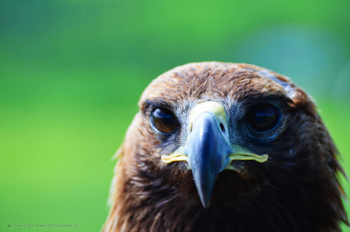 希望 特写 野生动物 蜕变 鹰 雄鹰 老鹰 威严 平视角 霸王 领导 鹰头
