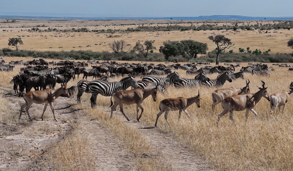 迁徙 动物 草原 非洲 干旱 羚羊 贫瘠 兽群 缺水地区 迁徙