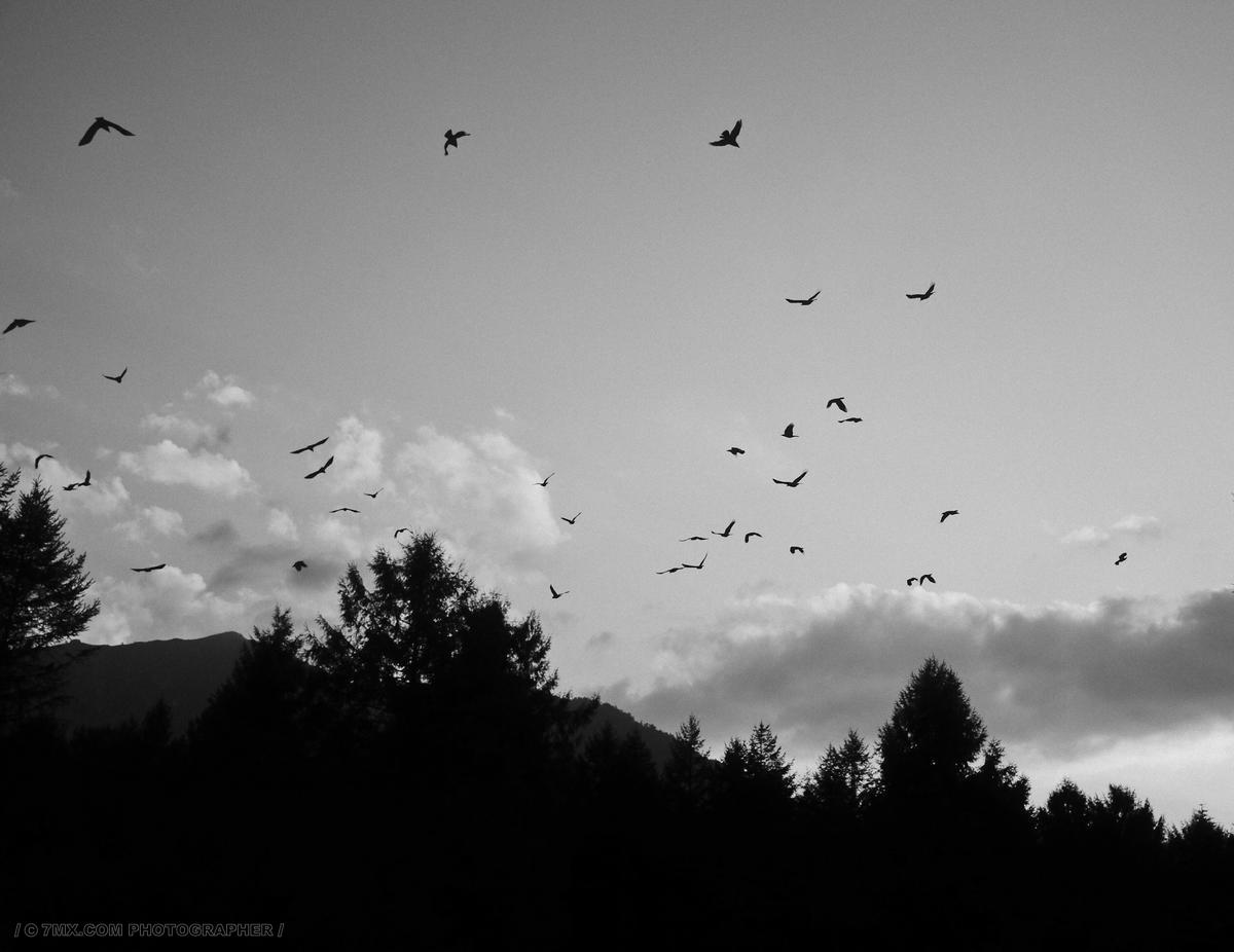 乌鸦 动物 黑白 傍晚 鸟 乌鸦 一群鸟 冷凝 怪异 灾难 半空中 环境