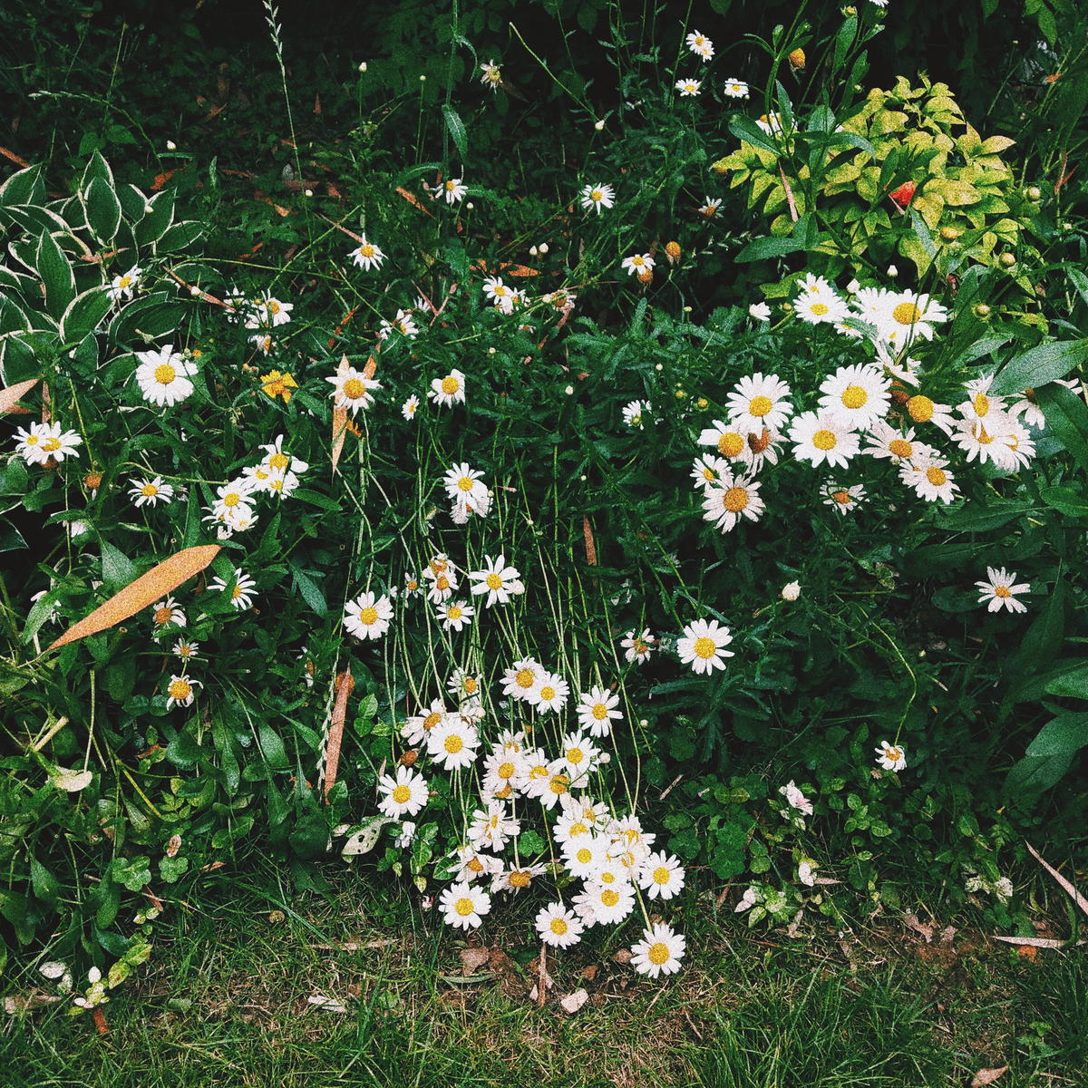生活中的小确幸 植物 花 清新 植物 季节 户外 美 无人 多样 记录世界