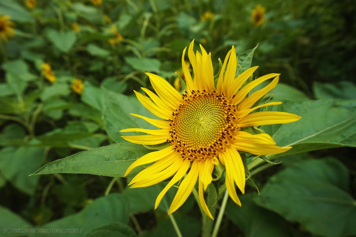 向阳而生 植物 自然 植物 向日葵 温暖 力量
