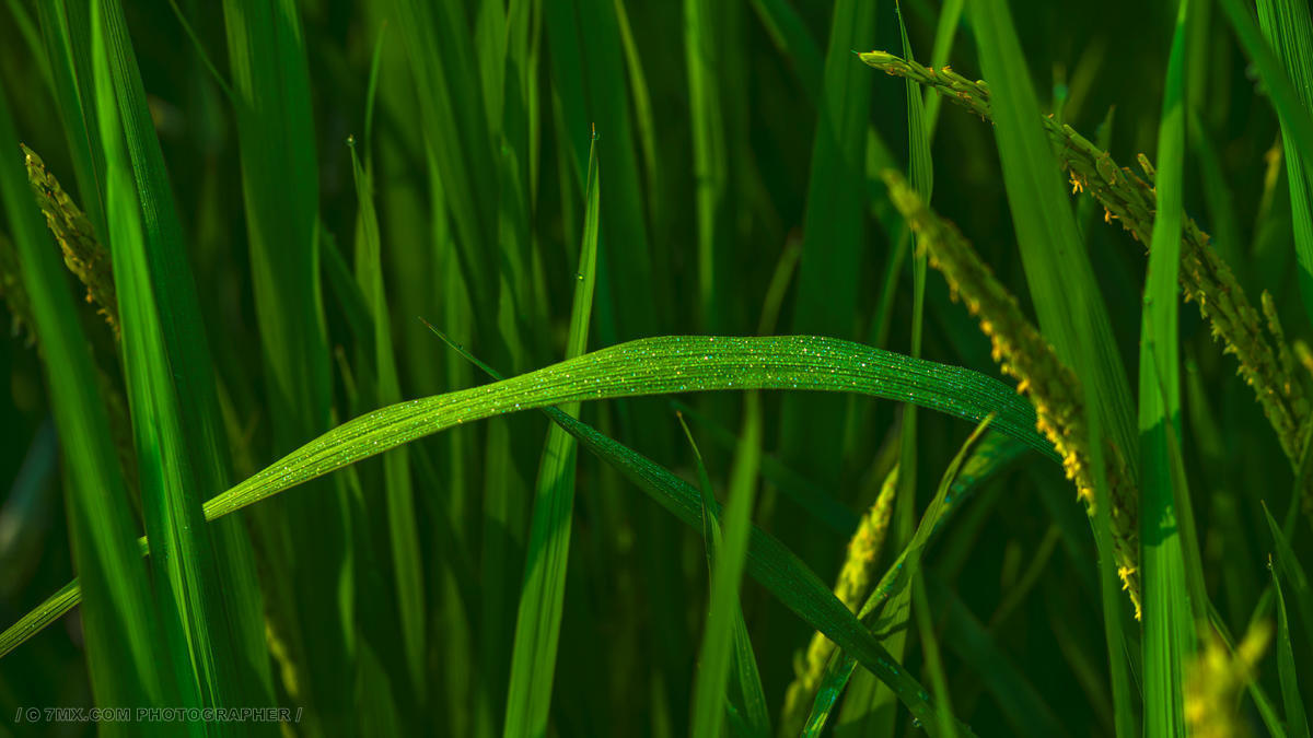 深圳与老家的远景风光日落与花 风光 风光 天空 深圳 阳光 太阳 水稻