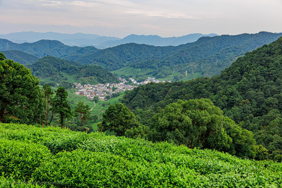 茶田边远瞰的杭州梅家坞村 风光 风光 山脉 山 中国 城市 自然 旅行
